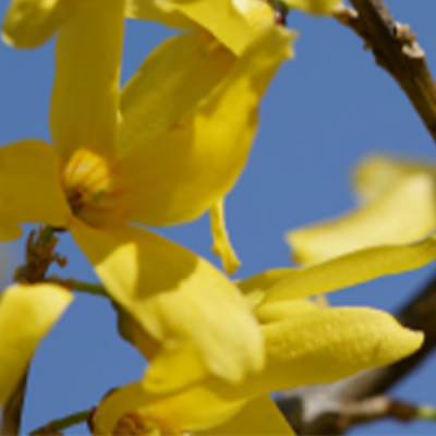 Purification of Forsythiaside A from Forsythia Suspensa by CPC